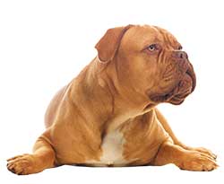 Firmengruppe Lutzeier